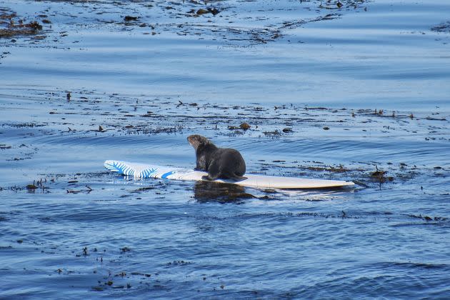 The otter's days of riding the open waves may be numbered.
