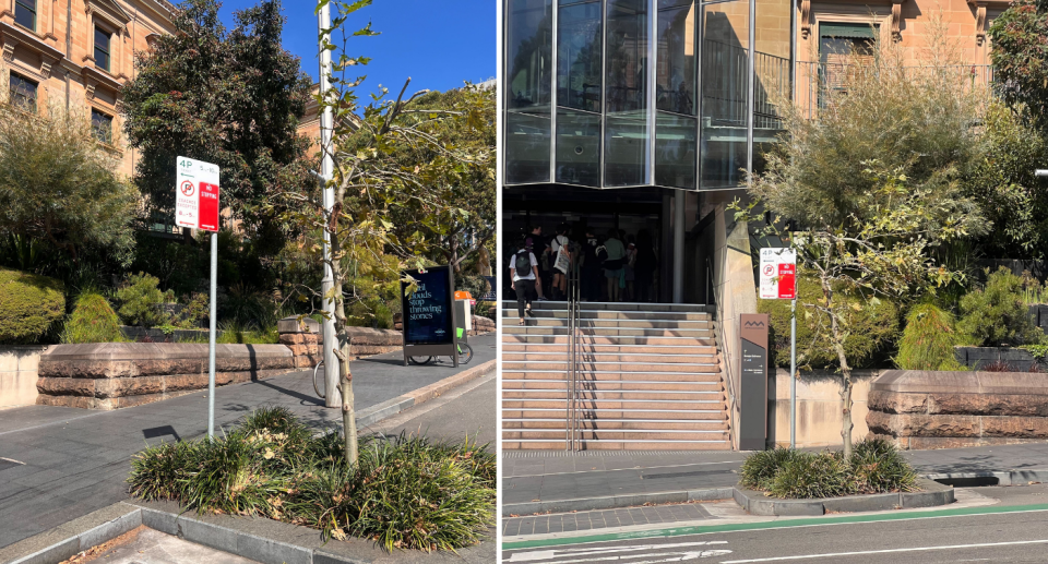 Photos of the tree more recently which was found to be pruned back and the parking sign fully visible.