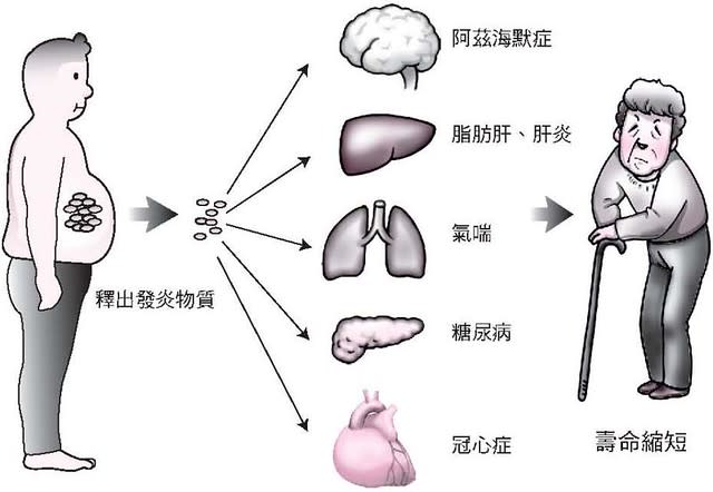 脂肪組織可釋出發炎物質循環全身，造成全身慢性發炎，並引起各種疾病。