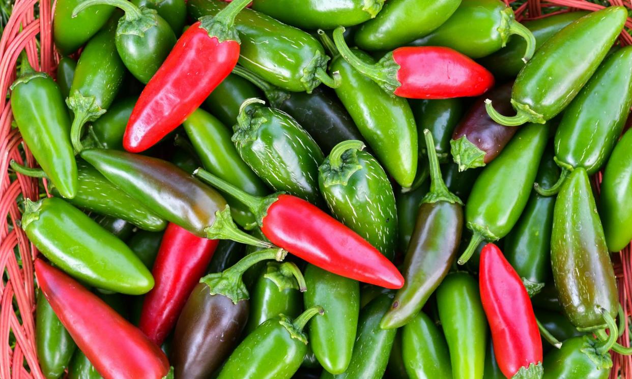 <span>Jalapeños come in many varieties – but some are losing their heat.</span><span>Photograph: Barbara Rich/Getty Images</span>