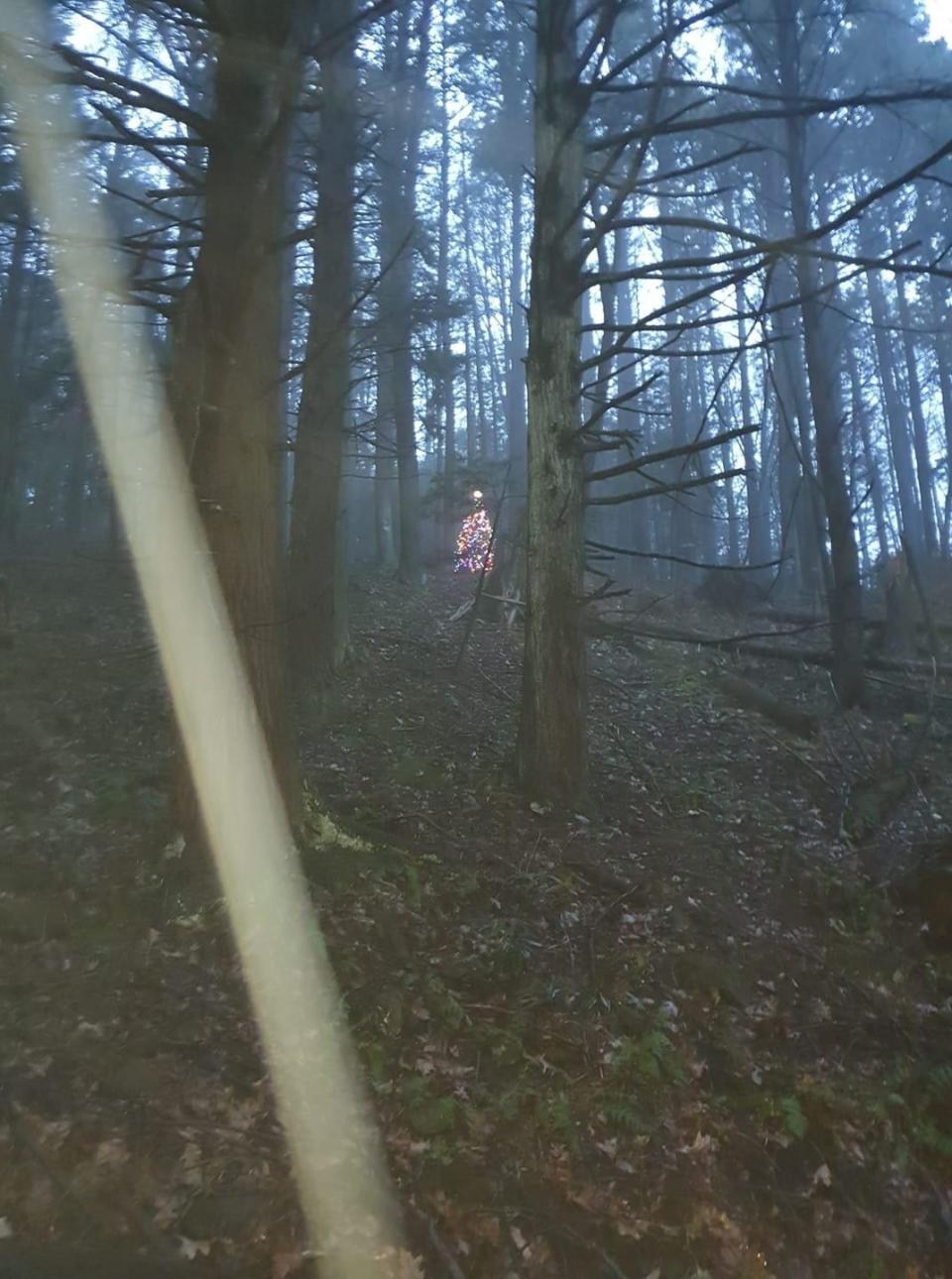 A small christmas tree with lights on it in the middle of a forrest