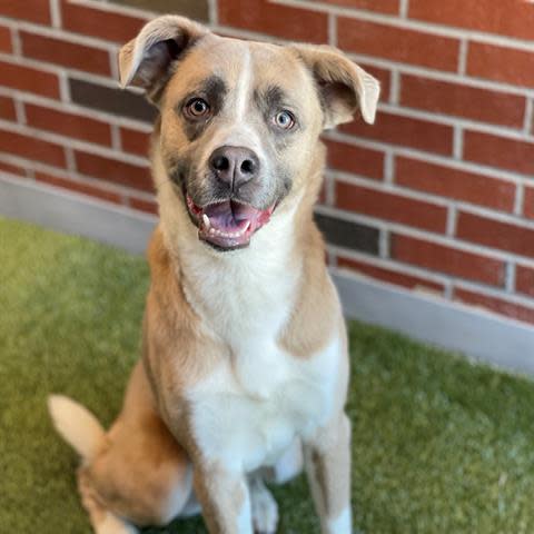 Gallagher is a leggy mixed breed boy and is around 1 year old. He has the most interesting face and walks very well on a leash. He tries really hard to keep his kennel clean. To meet Gallagher, call 405-216-7615 or visit the Edmond Animal Shelter at 2424 Old Timbers Drive in Edmond during open hours.