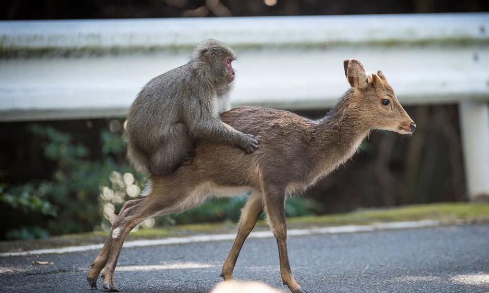 The scientists said that “mate deprivation” was the most likely explanation for the behaviour.