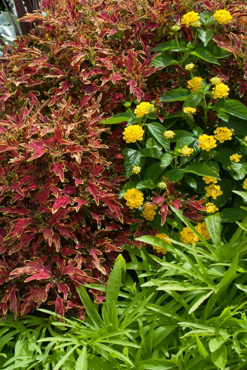 At the Young’s Plant Farm Spring Trials in Auburn AL, ColorBlaze Mini Mi Watermelon was partnered with Luscious Lemon Tart lantana, and Illusion Emerald Lace sweet potato for a dazzling partnership.