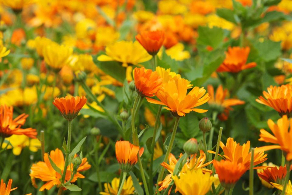 8) Calendula