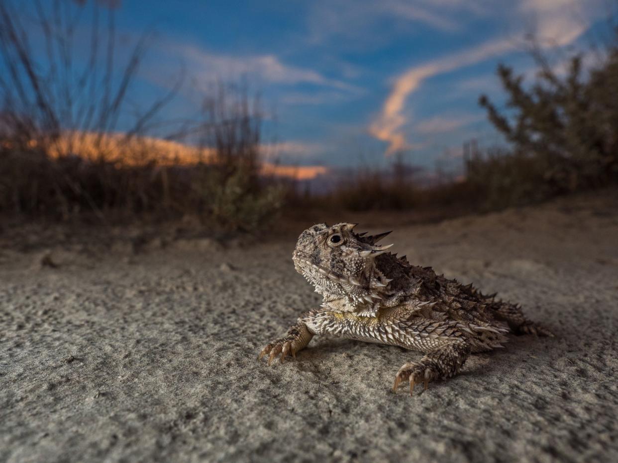 Texas Horned Lizard