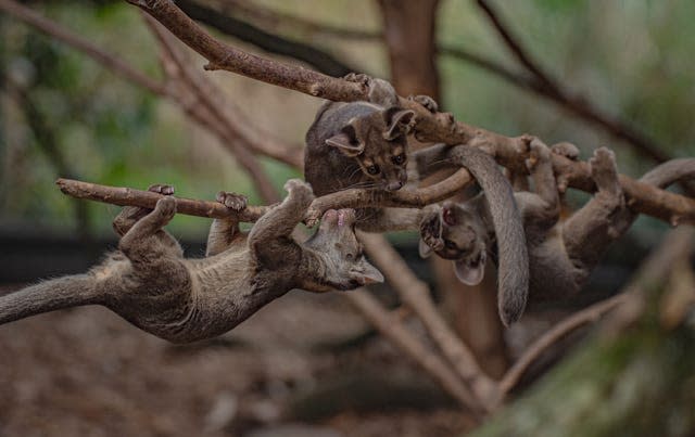 Fossa triplets born at Chester Zoo