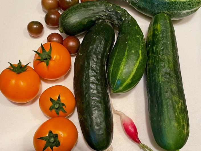 Courgettes and tomatoes grown by Jim Perkins