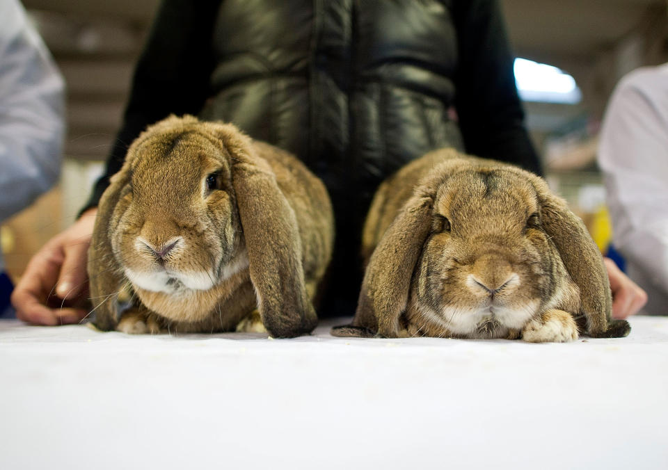 Animal Enthusiasts Enjoy The UK's Rabbit Grand National