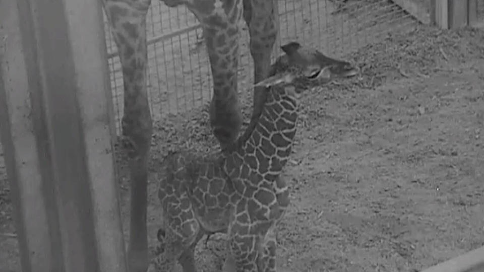 Giraffe calf with mom Zuri. (Photo: Grahm S. Jones, Columbus Zoo and Aquarium)