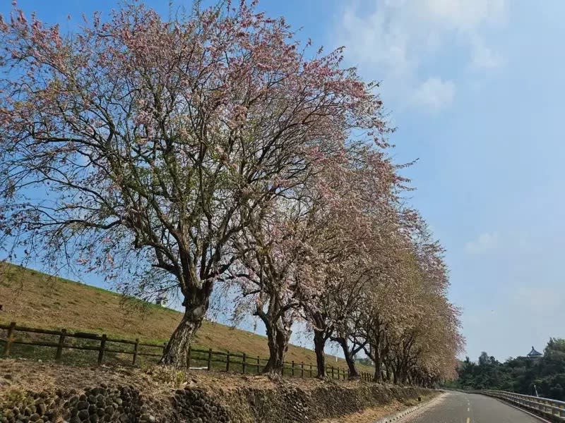 台南烏山頭水庫園區內的香榭大道南洋櫻，近日提早盛開，紅花海相當浪漫，每年吸引許多民眾前往賞花，賞花要趁早。   圖：農田水利署嘉南管理處／提供