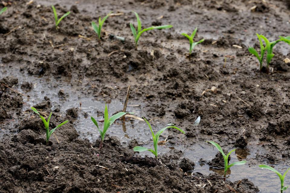 Corn grows at Scott Labig's farm pictured Monday June 17, 2019, this time last year, his corn had already grown to his knee.