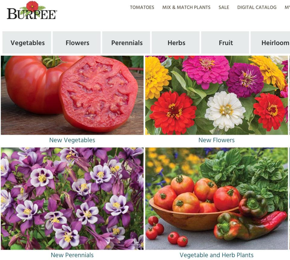 <a href="https://fave.co/2VKWTA7" target="_blank" rel="noopener noreferrer">Burpee</a> is a home gardening brand that's been around for more than 140 years. On its site, you'll find a wide variety of fruit, vegetable and herb plants, such as <a href="https://fave.co/3bO4mnt" target="_blank" rel="noopener noreferrer">strawberries</a>, beets and rosemary. You'll also find useful gardening equipment, as well as practical home gardening tips. <br /><br /><a href="https://fave.co/2VKWTA7" target="_blank" rel="noopener noreferrer">Check out more plants and seeds at Burpee</a>.<a href="https://fave.co/2VKWTA7" target="_blank" rel="noopener noreferrer"></a>