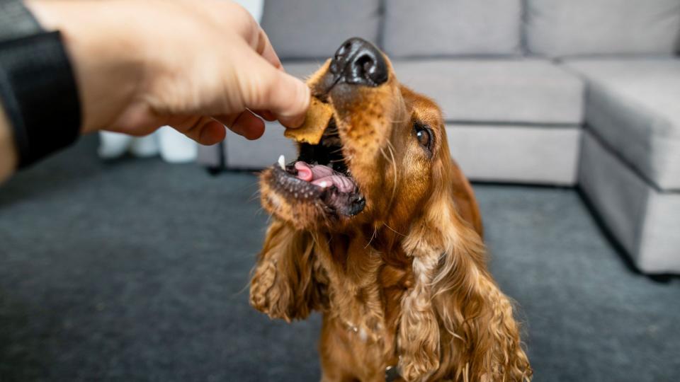 Cocker spaniel