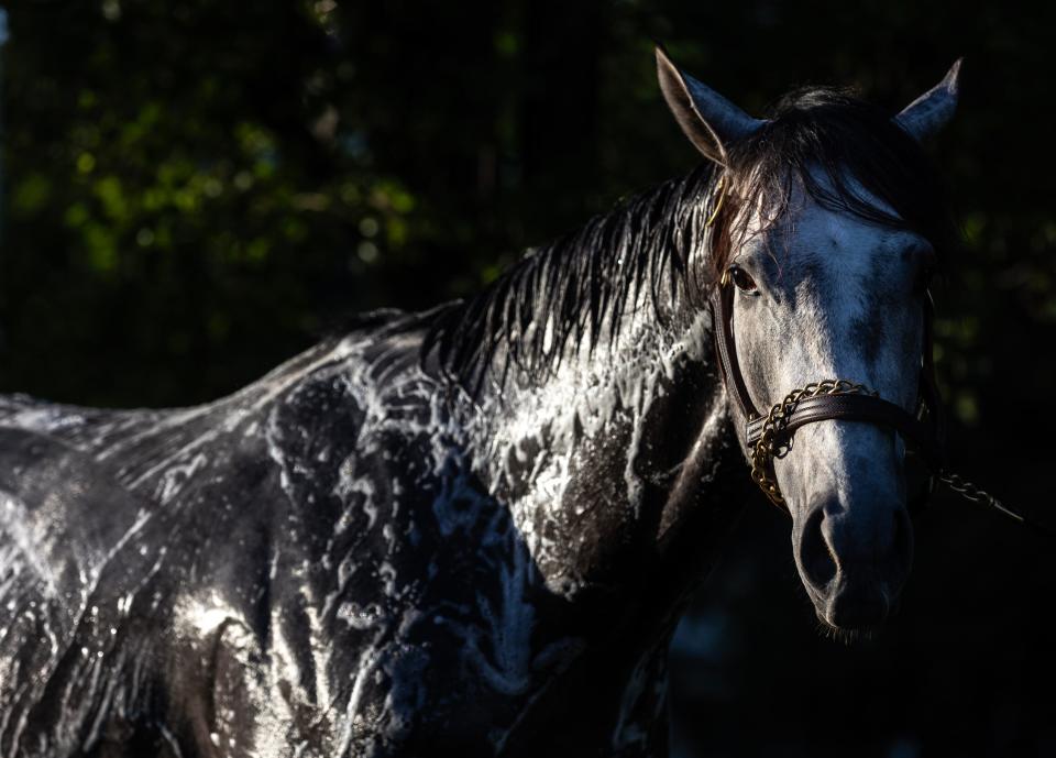 Kentucky Derby entry West Saratoga, during a bath on the backside of Churchill Downs. Pat McDonogh, Special to the Courier April 29, 2024