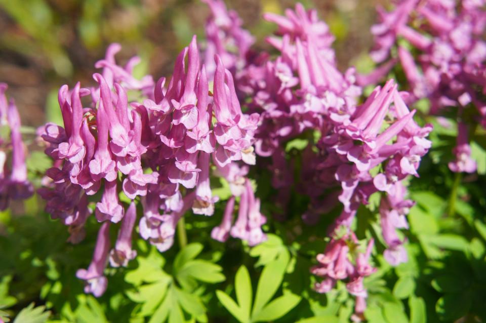 Corydalis pink spring flowers