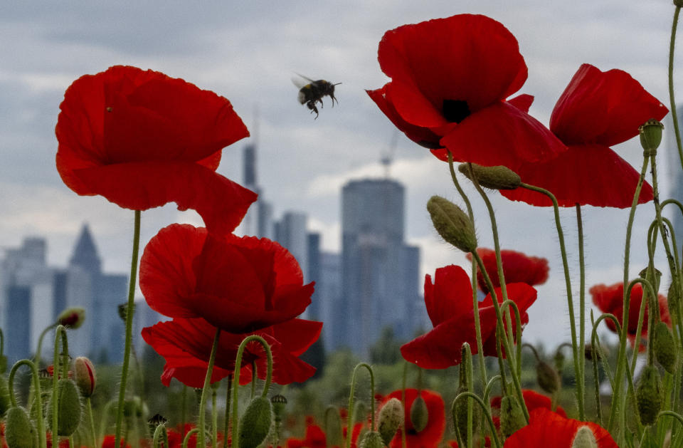 A bumblebee flies between poppy flowers backdropped by the banking district in Frankfurt, Germany, May 24, 2024. (AP Photo/Michael Probst, File)