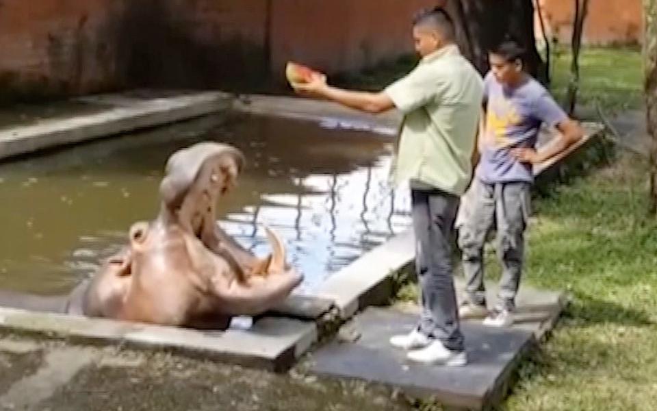 Authorities investigate killing of hippo Gustavito at El Salvador zoo