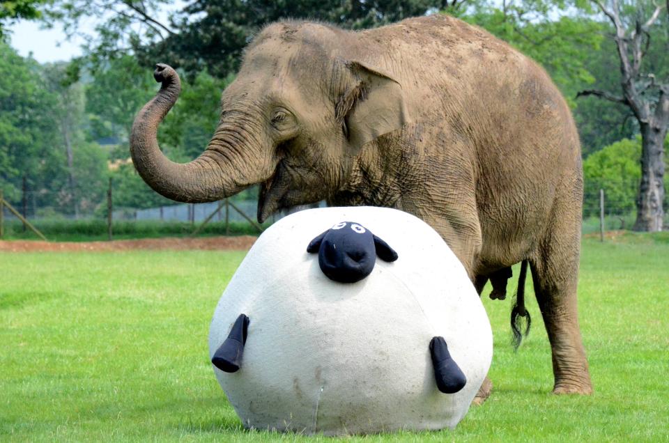 An Elephant pictured with a giant Shirley the sheep at ZSL Whipsnade Zoo as the Zoo prepares to host a sporting extravaganza, in the run up to the Shaun the Sheep Championsheeps, which takes place at ZSL Whipsnade Zoo from 2 June to 10 June.Dunstable, Bedfordshire - 28.05.12Credit Mandatory: PBI/WENN.com