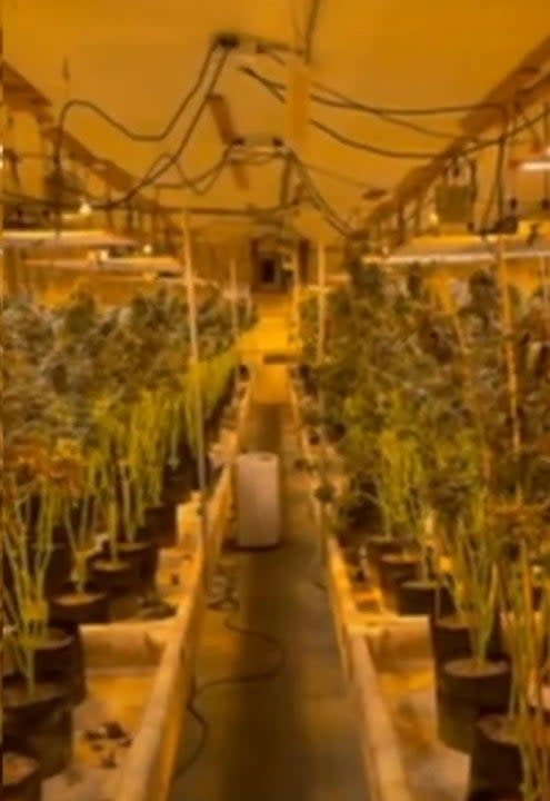 Marijuana plants in a Georgia facility