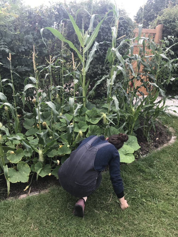Women in dungarees crouches by a vegetable bed with tall maize plants.