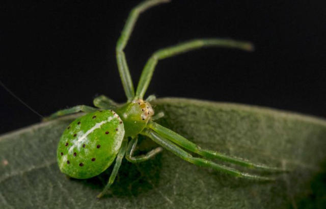 Three new spider species discovered in alpine Australia during Bush Blitz  expedition - ABC News