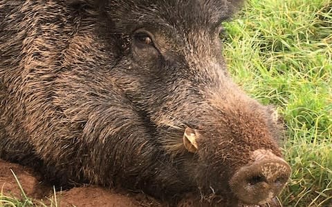 Mr Gow also has wild boar on his land as part of his rewilding project. - Credit: Derek Gow/Derek Gow