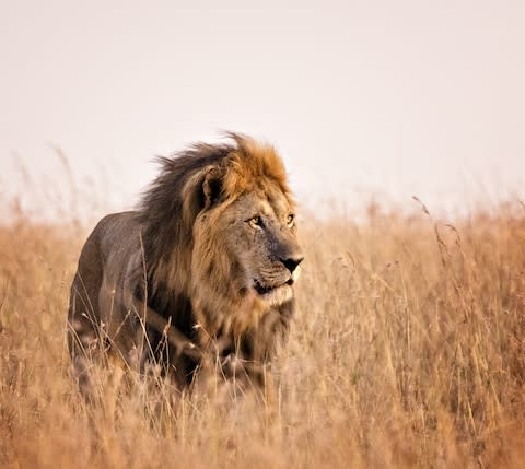 Lions aren't to be trifled with. Even baby ones - Credit: GETTY