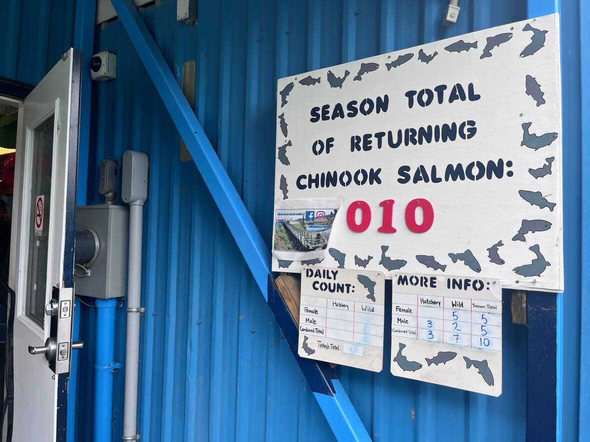 Ten salmon had passed through the fish ladder by Wednesday. On Thursday, the number was up to 13. (Leslie Amminson - image credit)