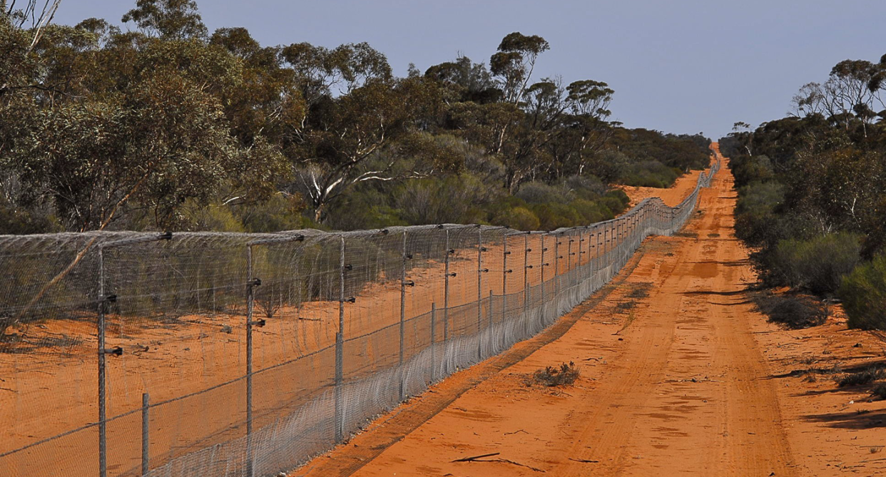 The 53 km predator-proof fence running through the red sand at Scotia. There is scrub either side of the fence.