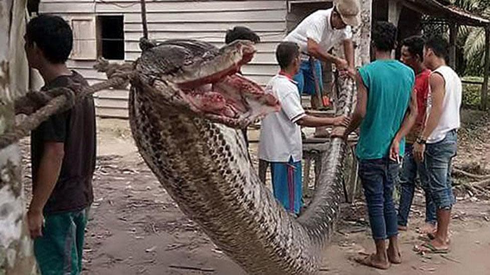 Locals eat giant python after it attacked an Indonesian