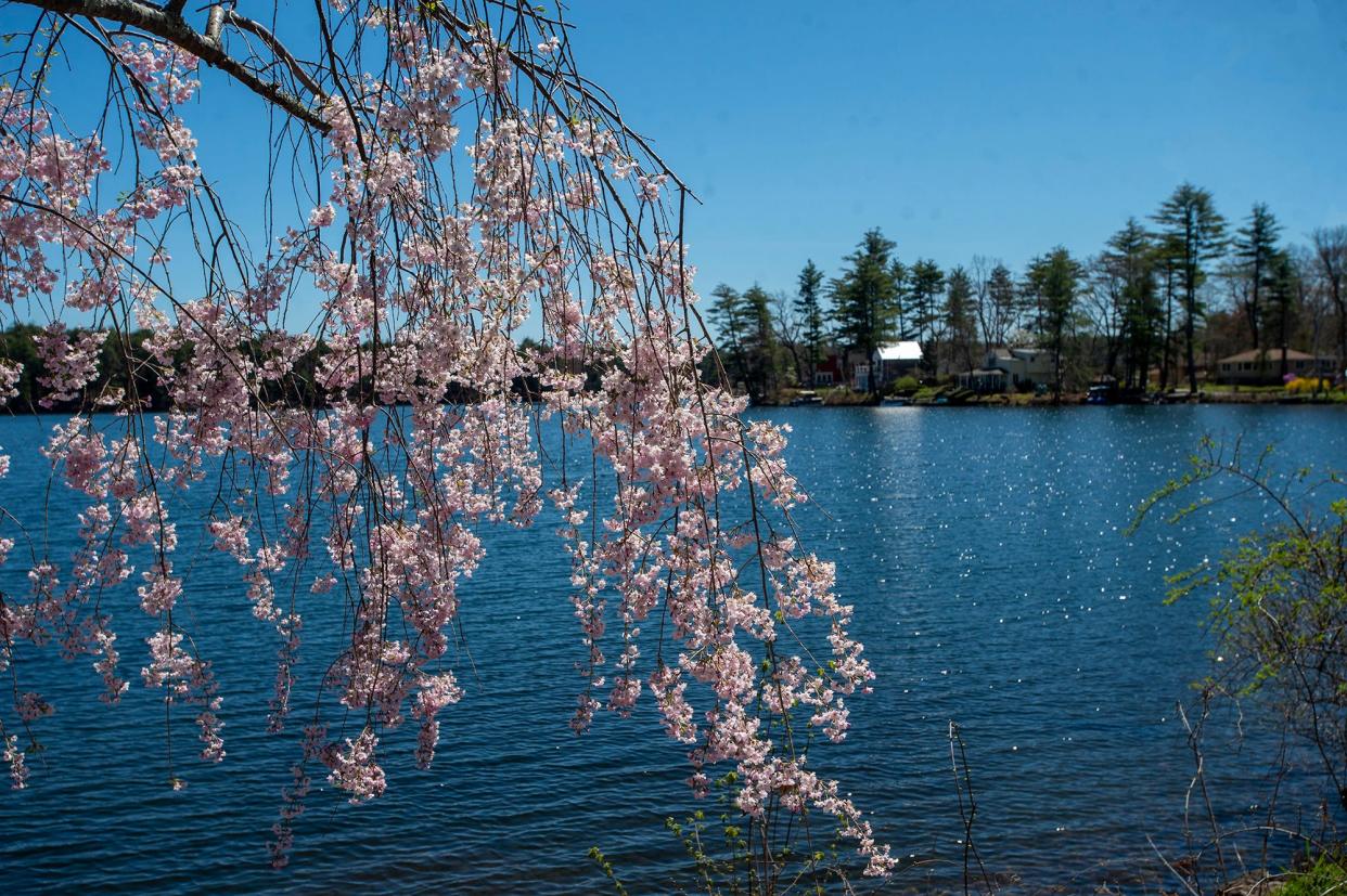 Spring blossoms on Lake Boon on Barton Road in Stow, April 26, 2024.