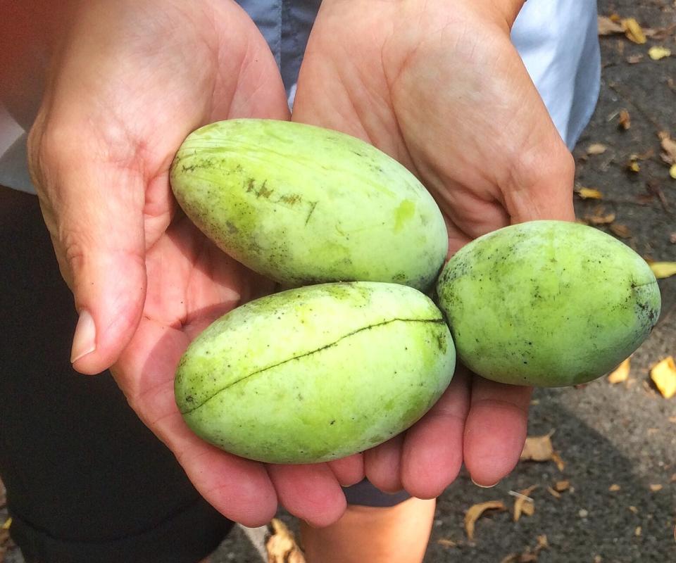 pawpaw plants in a white man's hands