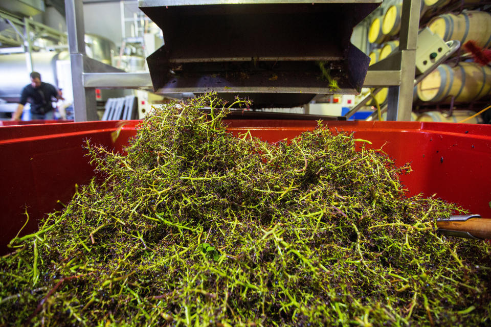 Pinot noir&nbsp;grape stalks sit in a bin.