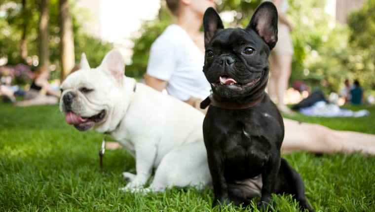 Teenager Arrested After French Bulldogs Robbed at Gunpoint