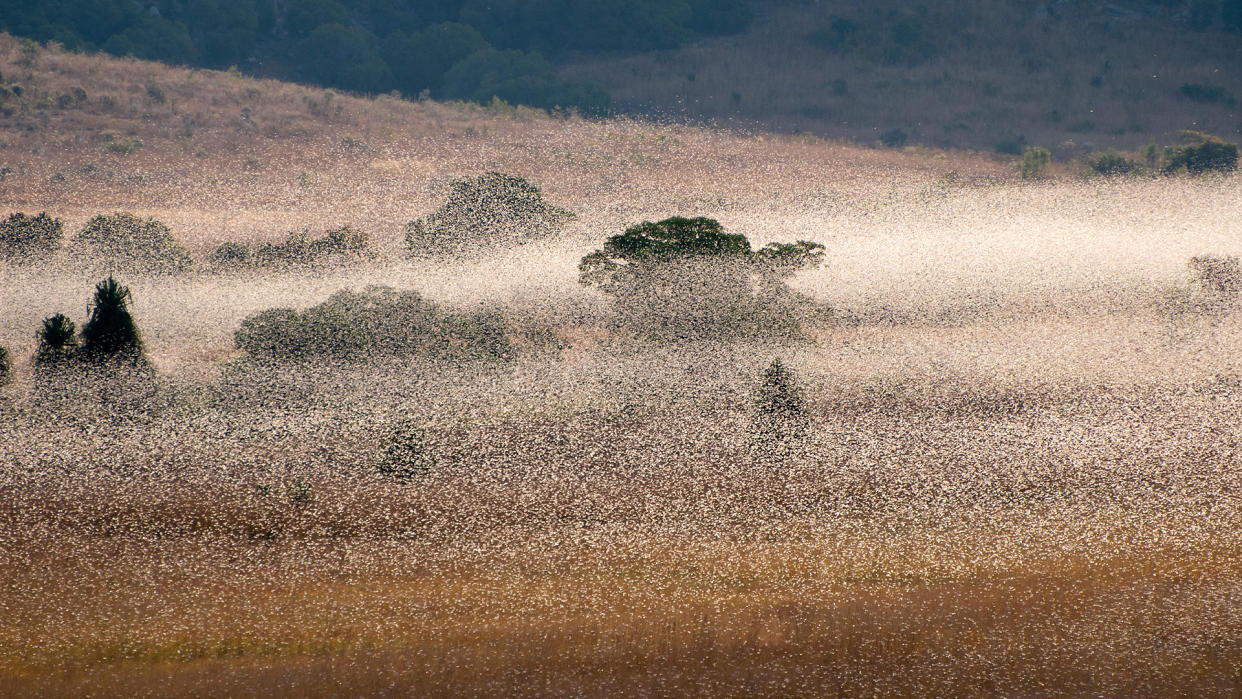  A swarm of locusts near the RN-7 road, close to the town of Ihosy in Southern Madagascar. 