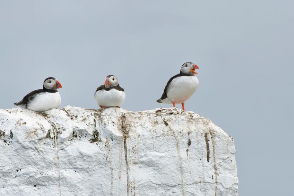 Puffins are among the birds which breed in the colony on Inner Farne (Nick Upton/National Trust Images.)