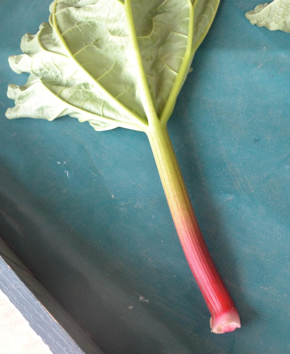 The stalk is the only edible part of the rhubarb plant. Thicker stalks make for better pies.