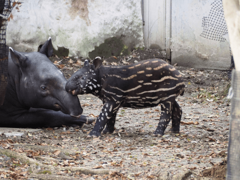 英雄是橫濱動物園17年來首度在園內誕生的馬來貘。（翻攝橫濱動物園官網）