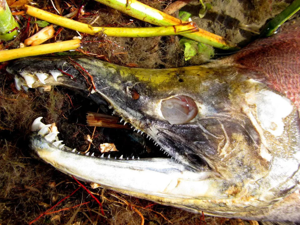 un animal al borde la muerte, el salmón se convierte en zombie al concluir su proceso de desove