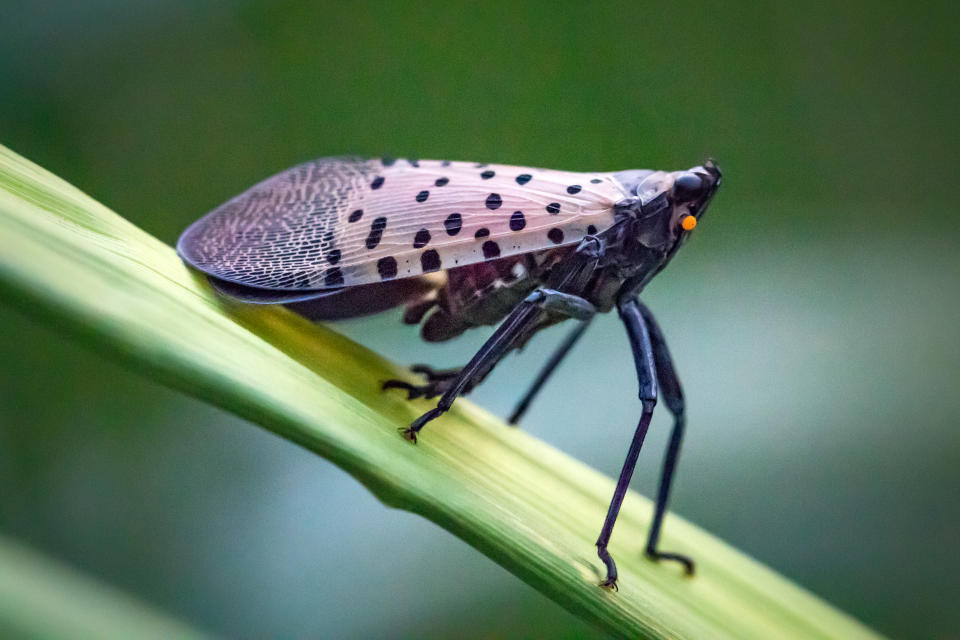 Spotted Lanternfly (Getty Images/iStockphoto)