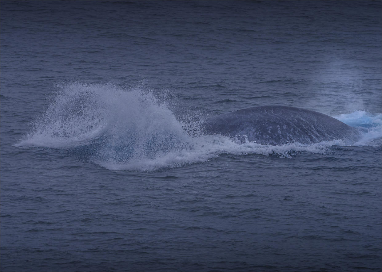 Blue whales consume huge amounts of plastic inside krill (Getty)