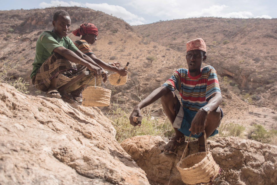 The world’s last wild frankincense forests