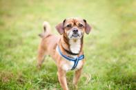 <p>A Pug and a Chihuahua come together in this adorable (look at that underbite) mixed breed. However, according to Vet Street, it's one of those hybrids that can be <a href="http://www.vetstreet.com/dogs/chug" rel="nofollow noopener" target="_blank" data-ylk="slk:quite unpredictable;elm:context_link;itc:0;sec:content-canvas" class="link ">quite unpredictable</a> because Pugs and Chihuahuas have very different personalities.</p>