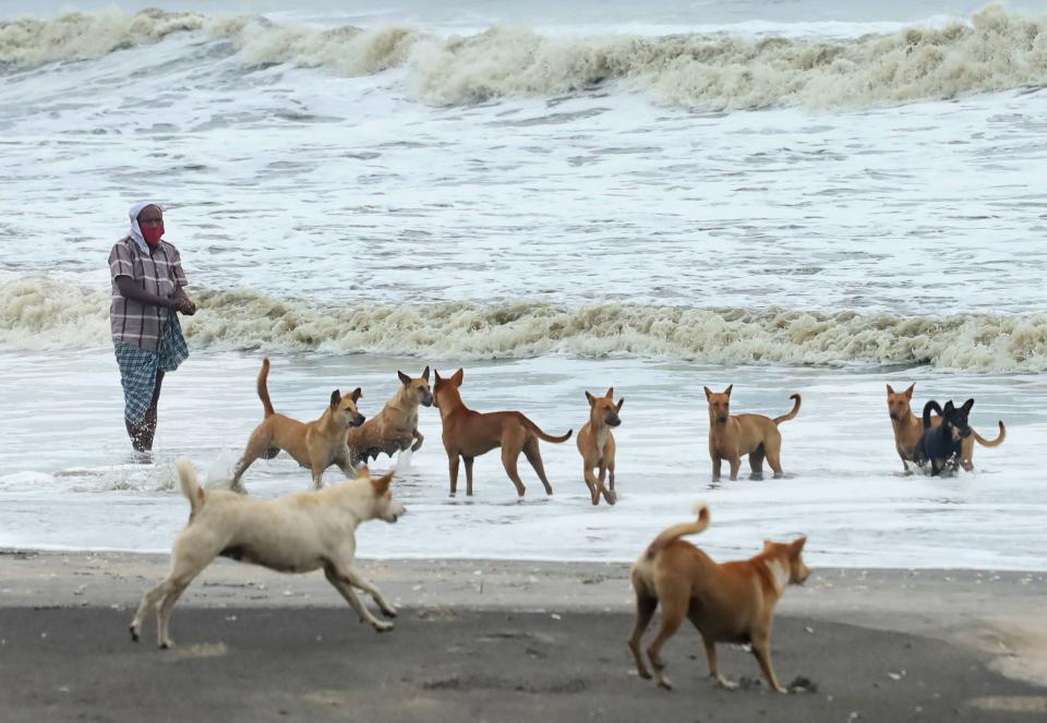 Kozhikode: A man feeds dogs on a beach under dark clouds.