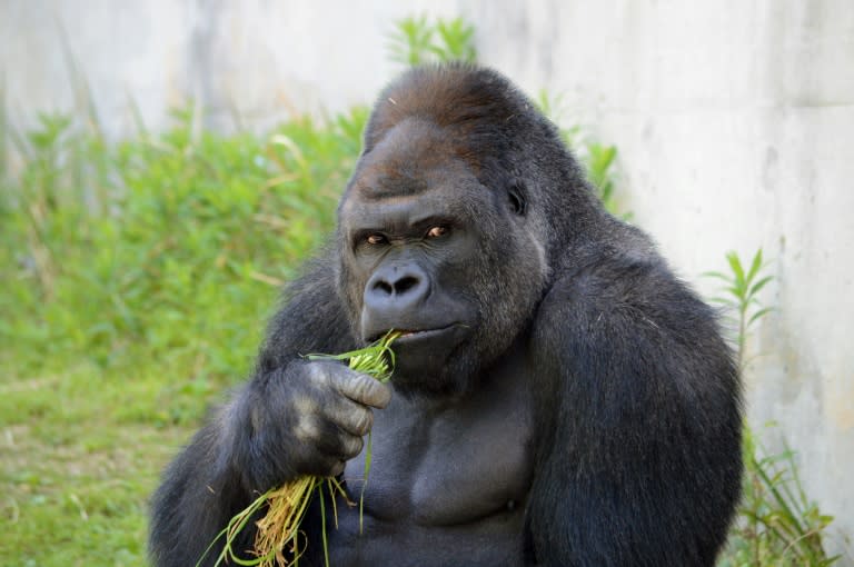 Giant male gorilla Shabani, weighing around 180kg, seen at the Higashiyama Zoo in Nagoya, central Japan's Aichi prefecture