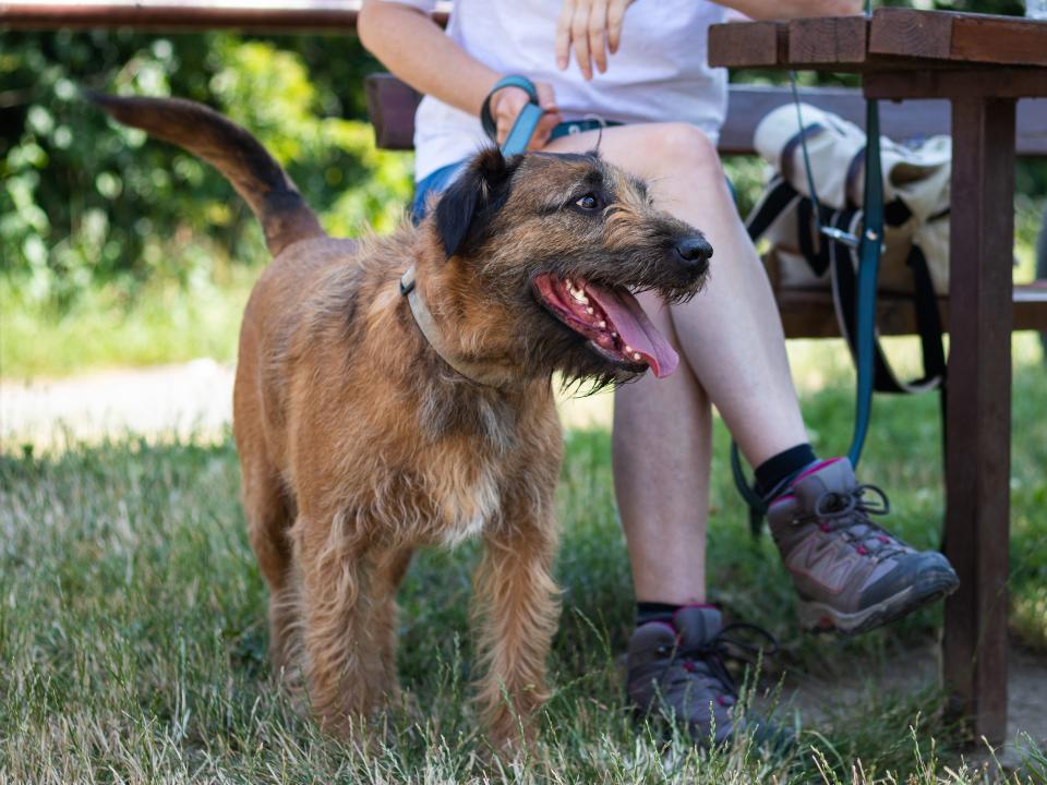 Dog on leash next to picnic table while owner sits on bench in background