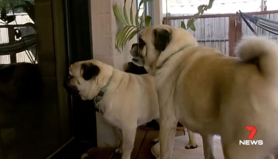 Charlie and Archie turned into fierce guard dogs. Source: 7 News