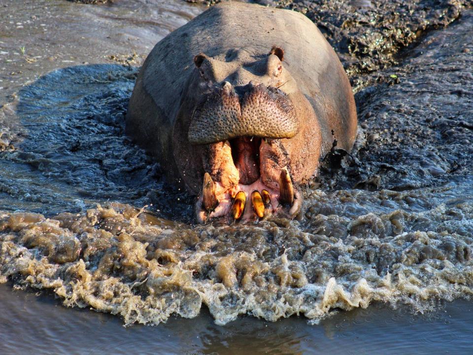A hippo is seen charging, mouth open, towards the camera