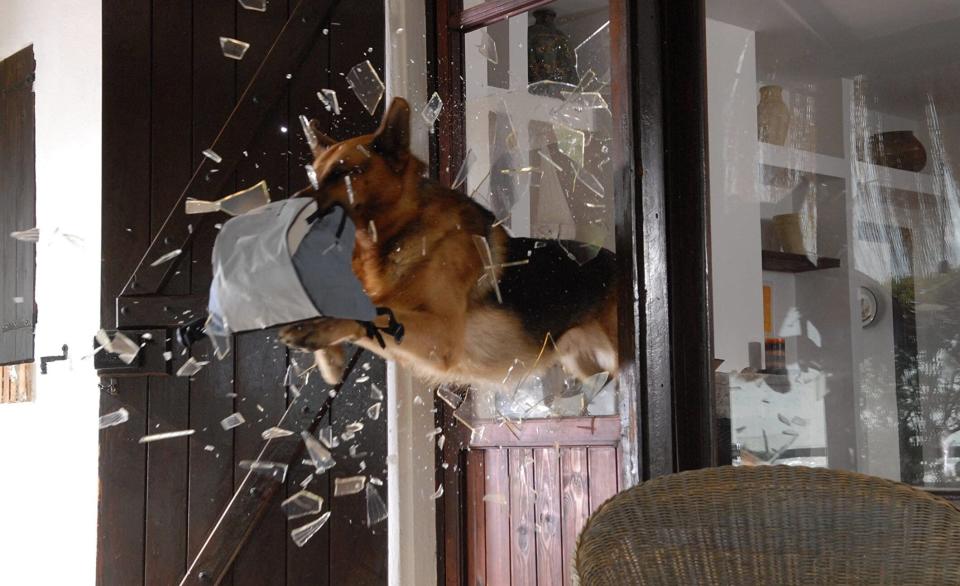 A dog jumping through what appears to be a glass window.